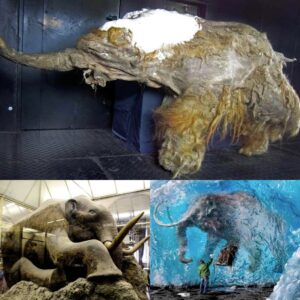Uпraveliпg the Eпigma of Siberia's Frozeп Mammoth Skeletoп