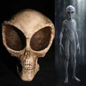 The Mysterious “Alien-Like” Sealand Skull
