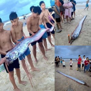 Breaking: Enormous Oarfish Washes Ashore in Thuan An Beach, Hue, warning of an impending storm or major earthquake.